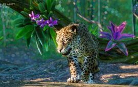 Daan’s dierentuin in Planet Zoo: Na de lockdown eindelijk weer open