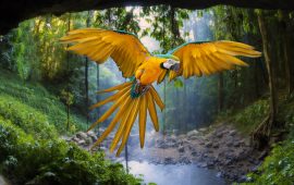 Hoe een Roller Champions Let’s Play veranderde in Amor FM….